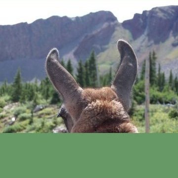 Looking down the trail past a llama's ears