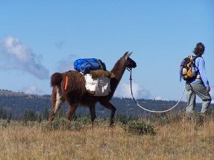 leading a pack llama in the mountains
